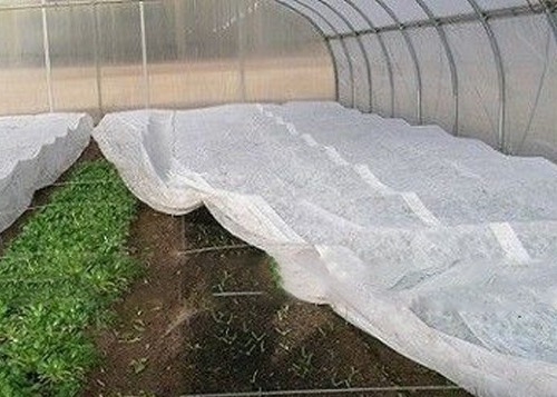 شراء النسيج غير المنسوج للزراعة الحديثة 100-600mm العرض 0.5-1.5mm سمك online manufacture