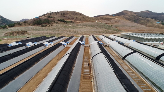 شراء 100٪ البولي بروبلين تكنولوجيا متقدمة مقاومة للغبار مكافحة الآفات رخيصة الأقمشة غير المنسوجة العملية للزراعة online manufacture