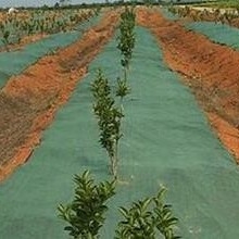 شراء نسيج حاجز للعشب الخام غير المنسوج غطاء أرضي متين ومتنفس للحدائق والمزارع online manufacture