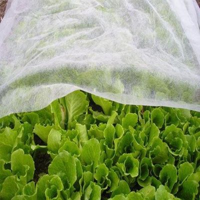 شراء Hygiene Agriculture Industry PP Nonwoven Fabric Hydropilic / Hydrophobic online manufacture