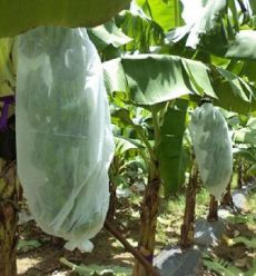 شراء Weed Control Agriculture PP Nonwoven for Planting Customize Weight Color Width Length online manufacture