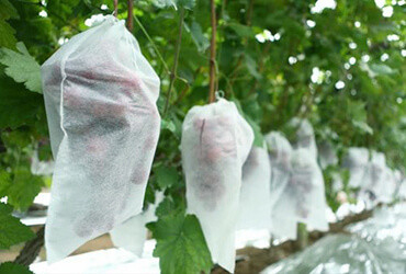 UV Resistance Agriculture Non Woven Fabric For Plant Keeping Temperature