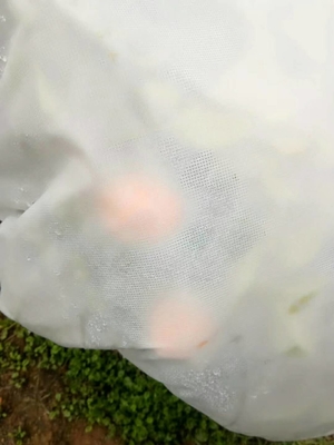 الاسم