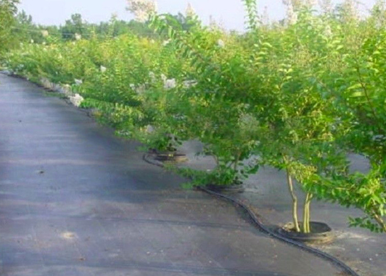 الاسم
